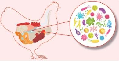 En la búsqueda de una mejor salud intestinal en las aves - Image 2