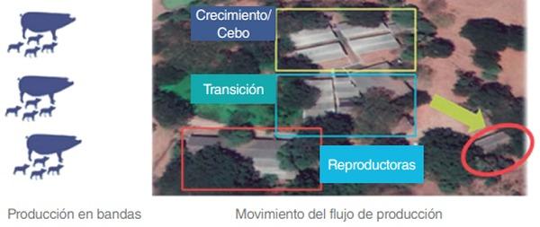 Doble intervención para estabilizar el PRRS en una granja de ciclo cerrado en flujo continuo de Latinoamérica - Image 8