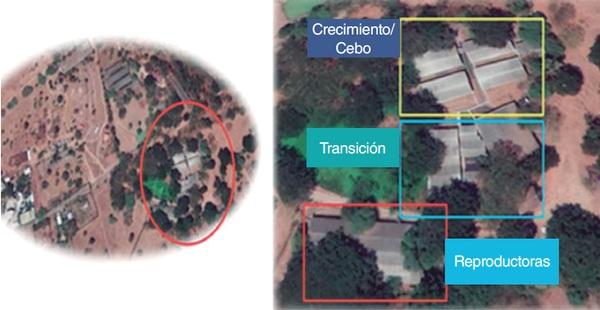 Doble intervención para estabilizar el PRRS en una granja de ciclo cerrado en flujo continuo de Latinoamérica - Image 1