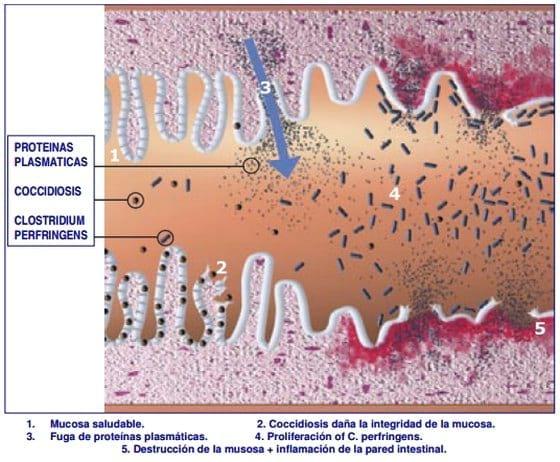 Importancia de la Salud intestinal en las aves y diseño de programas anticcocidiales - Image 4