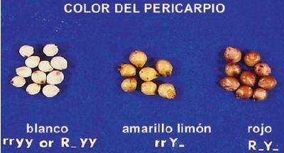 Control genético del color del grano de sorgo - Image 2