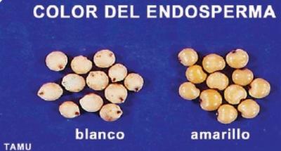 Control genético del color del grano de sorgo - Image 1