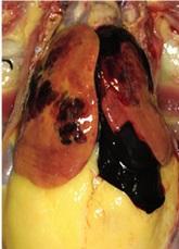 Avances en la investigación sobre el efecto regulador de los ácidos biliares en el síndrome hemorrágico del hígado graso en gallinas ponedoras - Image 1