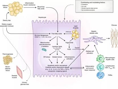 Avances en la investigación sobre el efecto regulador de los ácidos biliares en el síndrome hemorrágico del hígado graso en gallinas ponedoras - Image 2