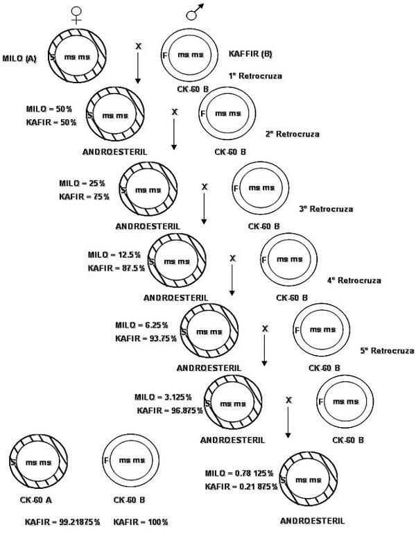La androesterilidad en el mejoramiento genético del sorgo (Sorghum bicolor, L. Moench) - Image 10