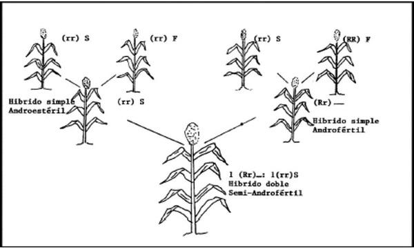 La androesterilidad en el mejoramiento genético del sorgo (Sorghum bicolor, L. Moench) - Image 8
