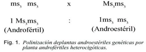 La androesterilidad en el mejoramiento genético del sorgo (Sorghum bicolor, L. Moench) - Image 2