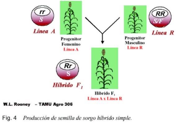 La androesterilidad en el mejoramiento genético del sorgo (Sorghum bicolor, L. Moench) - Image 6