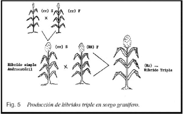 La androesterilidad en el mejoramiento genético del sorgo (Sorghum bicolor, L. Moench) - Image 7