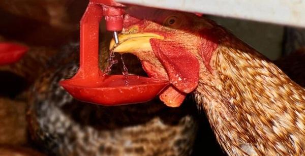 La vacuna contra la tifoidea aviar por vía oral trae beneficios en el manejo - Image 1