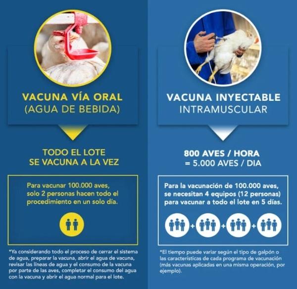 La vacuna contra la tifoidea aviar por vía oral trae beneficios en el manejo - Image 3