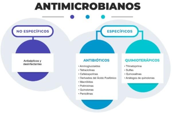 Uso racional de antimicrobianos en avicultura: ¿cómo unir la ciencia con el campo? - Image 2