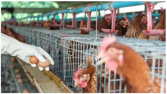 El caso de los ácidos biliares que reducen de forma segura el costo del alimento para gallinas ponedoras - Image 1