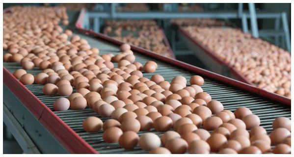 El caso de los ácidos biliares que reducen de forma segura el costo del alimento para gallinas ponedoras - Image 2