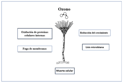 Figura 2. Efectos de la ozonización en las células fúngi-cas que resultan en su inactivación. Fuente: Confección propia, 2022.