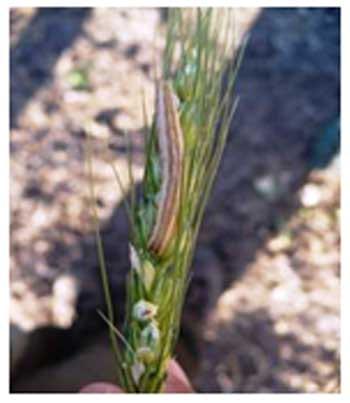 Las isocas del trigo. Su identificación, monitoreo y control - Image 2