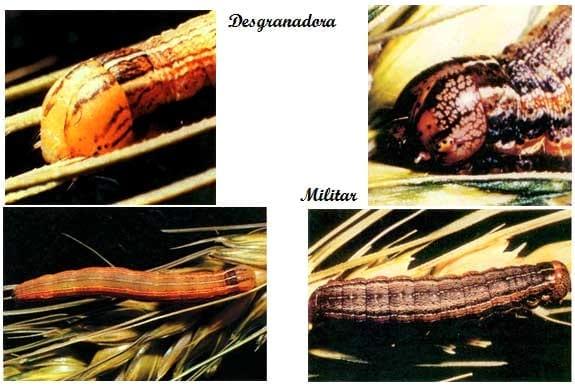 Las isocas del trigo. Su identificación, monitoreo y control - Image 5
