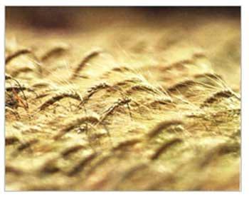 Las isocas del trigo. Su identificación, monitoreo y control - Image 6