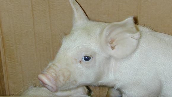 Circovirus porcino 3: un nuevo virus que infecta al cerdo - Image 1