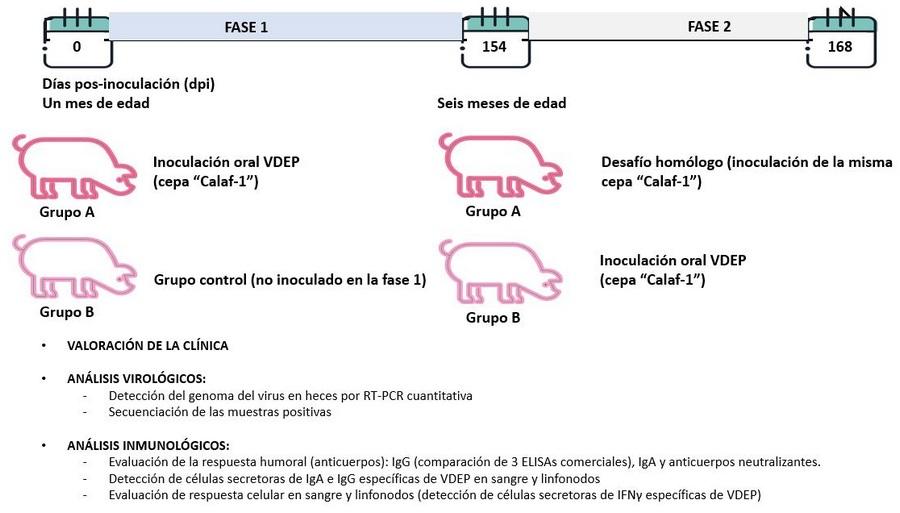Inmunología porcina: lecciones para comprender mejor el SARS-CoV-2 - Image 1