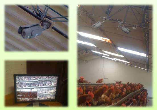 Desarrollo de aplicaciones tecnológicas integrales para el manejo de las producciones avícolas: sistemas de apoyo a toma de decisiones (SATD). - Image 3