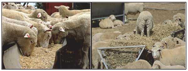 Engorda de corderos en confinamiento - Image 2