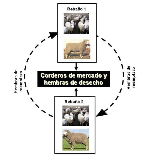  Razas ovinas y su rol en los sistemas de cruzamiento orientados a la producción de carne en la Región de los Lagos - Image 7