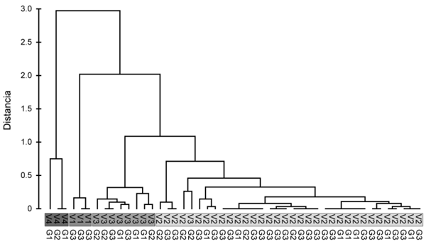 Figura 3.- Dendograma de la clasificación de variantes según la temperatura de desnaturalización y granjas en las cuales se encontraron dichas variantes (G1= Granja A, G2=Granja B, G3= Granja C).