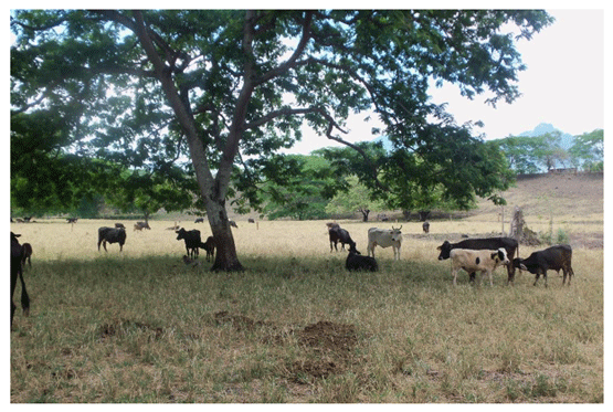 Sistemas silvopastoriles: una alternativa para la ganadería bovina sostenible 