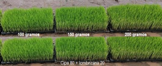 Semilleros para el trasplante mecanizado del arroz. Manejo de Sustratos y densidades de siembra - Image 12