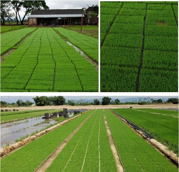 Semilleros para el trasplante mecanizado del arroz. Manejo de Sustratos y densidades de siembra - Image 1