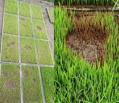 Semilleros para el trasplante mecanizado del arroz. Manejo de Sustratos y densidades de siembra - Image 4