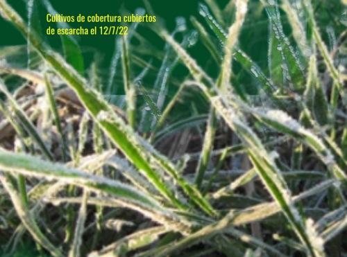 Sistema de alarma de plagas agrícolas: Pulgones en cereales y verdeos - El gorgojo del macollo en trigo - Pulgones en alfalfa - Image 1