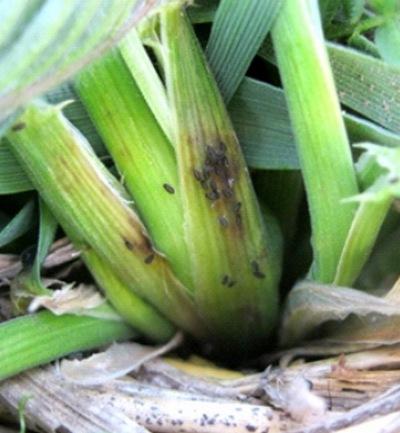Sistema de alarma de plagas agrícolas: Pulgones en cereales y verdeos - El gorgojo del macollo en trigo - Pulgones en alfalfa - Image 2