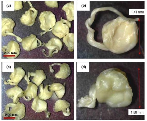 Variables PK/pd mejoradas de la enrofloxacina en pollo de engorda mediante el uso de perlas de alginato - Image 3