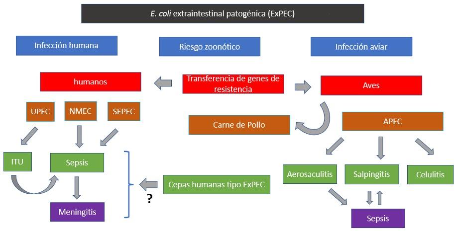 Del comensalismo a la patogenicidad: E.coli patogénica aviar (APEC) y su importancia en la en la era de retiro de antibióticos - Image 3