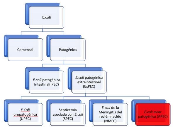 Del comensalismo a la patogenicidad: E.coli patogénica aviar (APEC) y su importancia en la en la era de retiro de antibióticos - Image 2