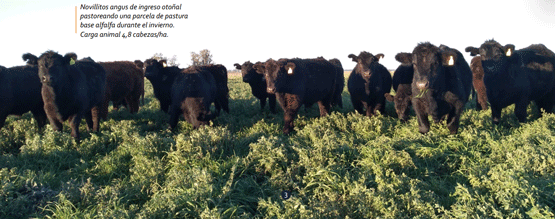 Novillitos angus de ingreso otoñal pastoreando una parcela de pastura base alfalfa durante el invierno. Carga animal 4,8 cabezas/ha.