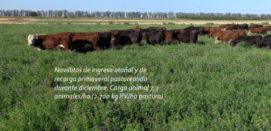 Novillitos de ingreso otoñal y de recarga primaveral pastoreando durante diciembre. Carga animal 7,3 animales/ha (2.700 kg PV/ha pastura).