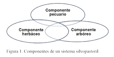 Reflexiones sobre los sistemas silvopastoriles - Image 1
