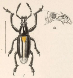 Figura 3. Ilustración de ejemplar adulto de Rhinospathe albomarginata tomada de Sharp (1889-1893).