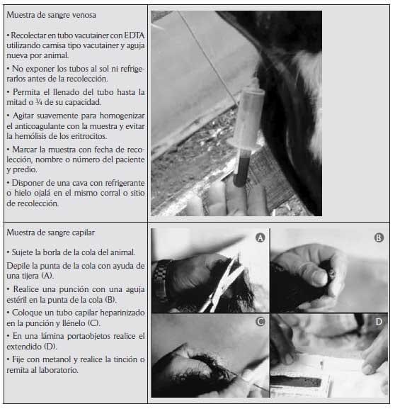 Criterios y protocolos para el diagnóstico de hemoparásitos en bovinos - Image 9
