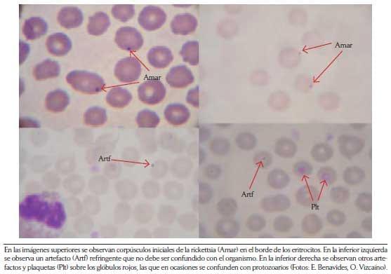 Criterios y protocolos para el diagnóstico de hemoparásitos en bovinos - Image 4