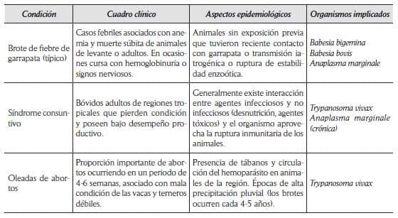 Criterios y protocolos para el diagnóstico de hemoparásitos en bovinos - Image 7