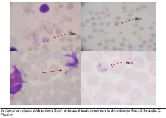 Criterios y protocolos para el diagnóstico de hemoparásitos en bovinos - Image 1