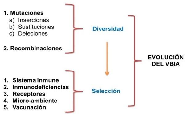 El proceso evolutivo del Virus de Bronquitis Infecciosa Aviar y su relación con las vacunas atenuadas. - Image 2