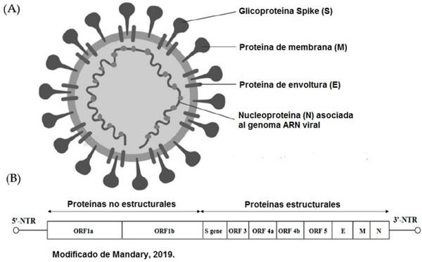El proceso evolutivo del Virus de Bronquitis Infecciosa Aviar y su relación con las vacunas atenuadas. - Image 1
