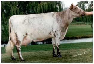 Razas y mejoramiento génetico de bovinos doble propósito - Image 6