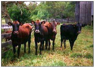 Razas y mejoramiento génetico de bovinos doble propósito - Image 10