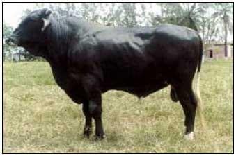 Razas y mejoramiento génetico de bovinos doble propósito - Image 20